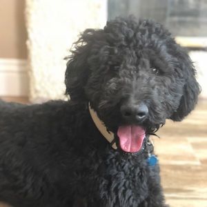 Meet your Posher, Tara